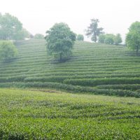 九曲紅梅の村の茶畑