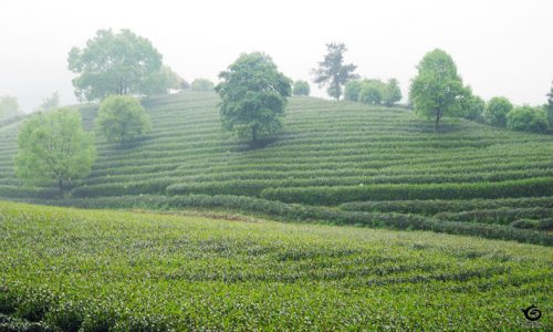 九曲紅梅の村の茶畑