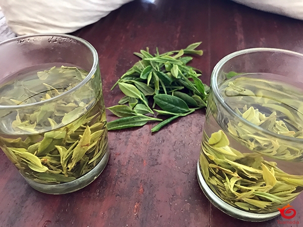 マツコの知らない世界』中国茶の世界 を中国茶好きが全力でまとめ、補足してみた | あるきちのお茶・旅行日記